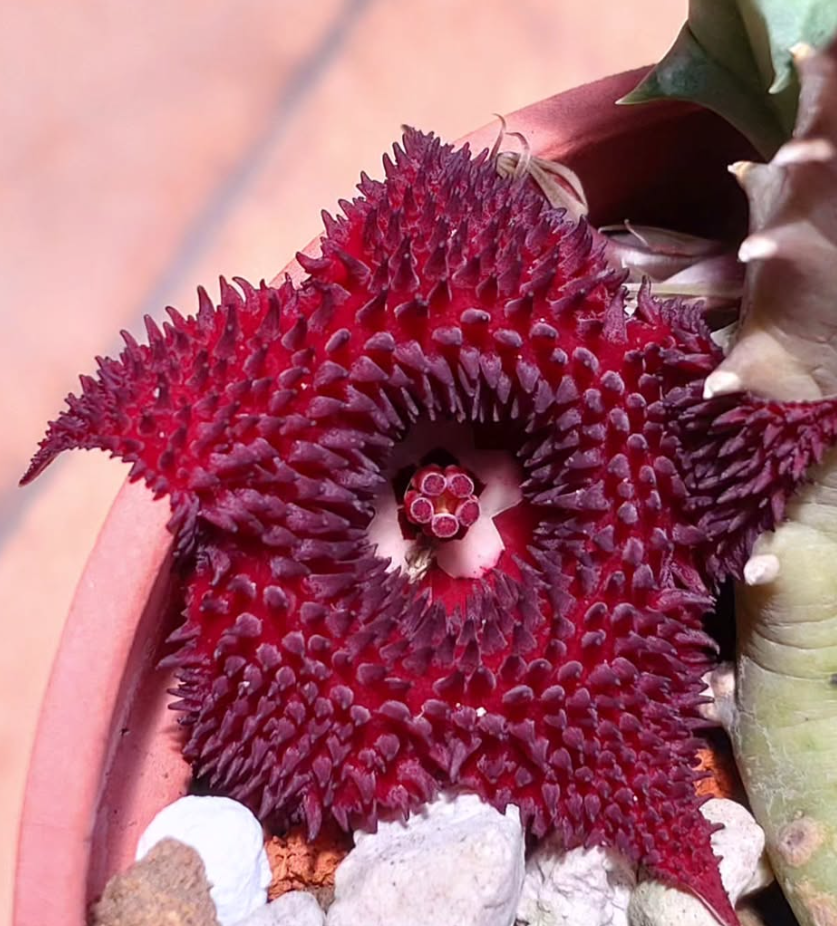 Huernia x pendurata 6 Pieces Seeds