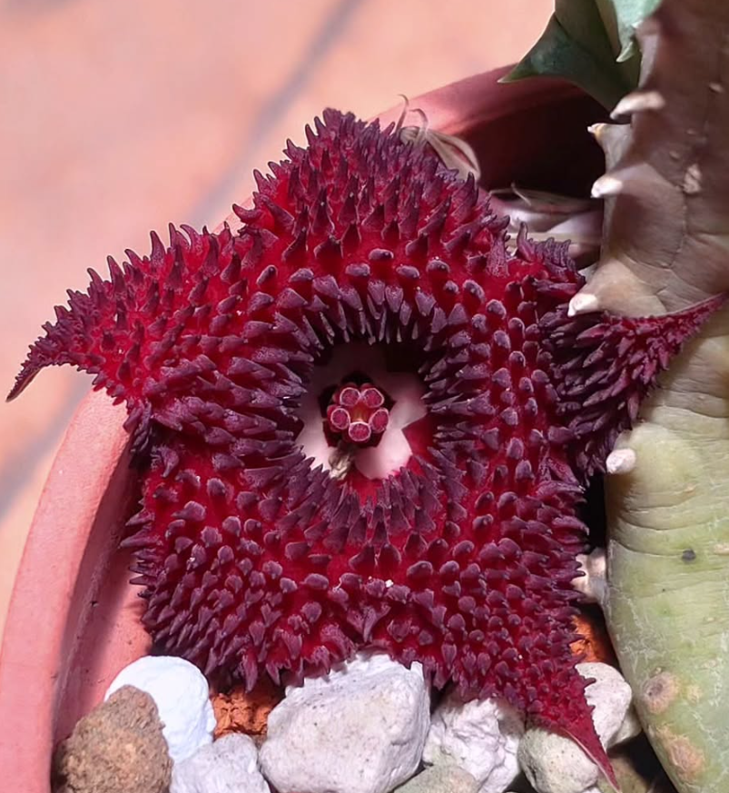 Huernia x pendurata 6 Pieces Seeds