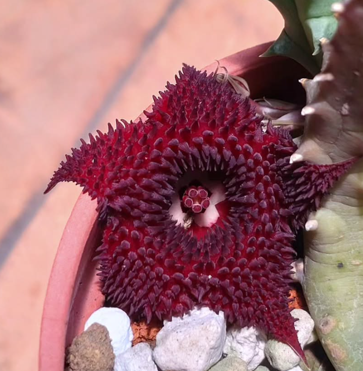 Huernia x pendurata 6 Pieces Seeds