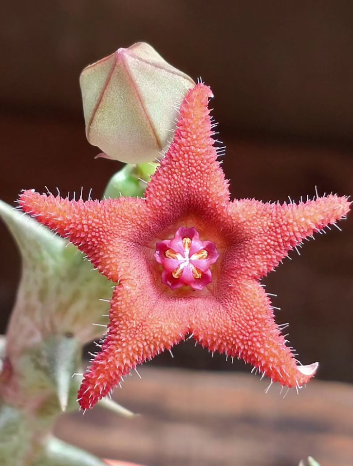 Orbea Alice 6 Pieces Seeds