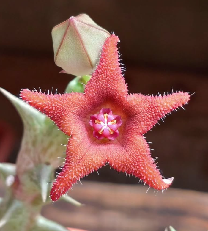 Orbea Alice 6 Pieces Seeds