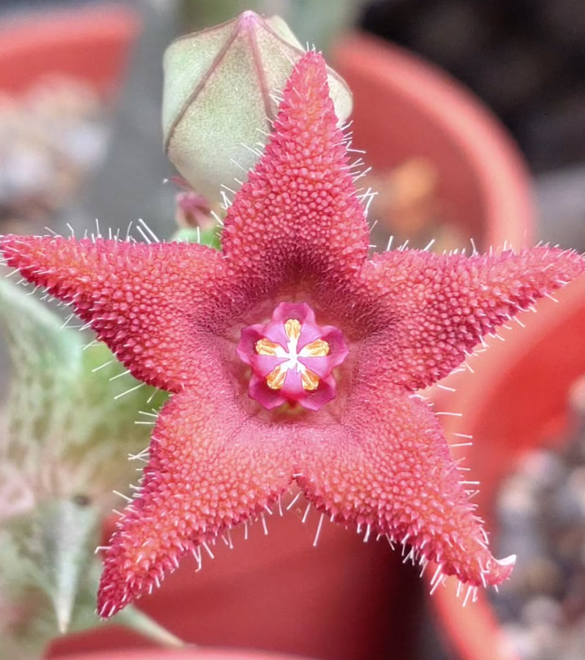 Orbea Alice 6 Pieces Seeds