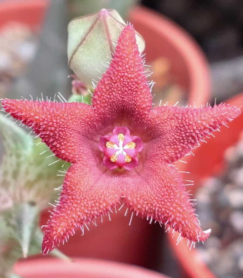 Orbea Alice 6 Pieces Seeds