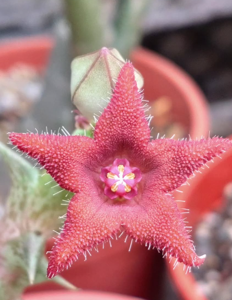 Orbea Alice 6 Pieces Seeds