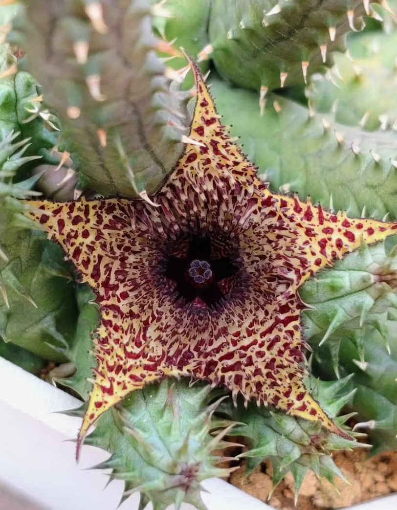 Huernia pillansii x transvaalensis 6 Pieces Seeds