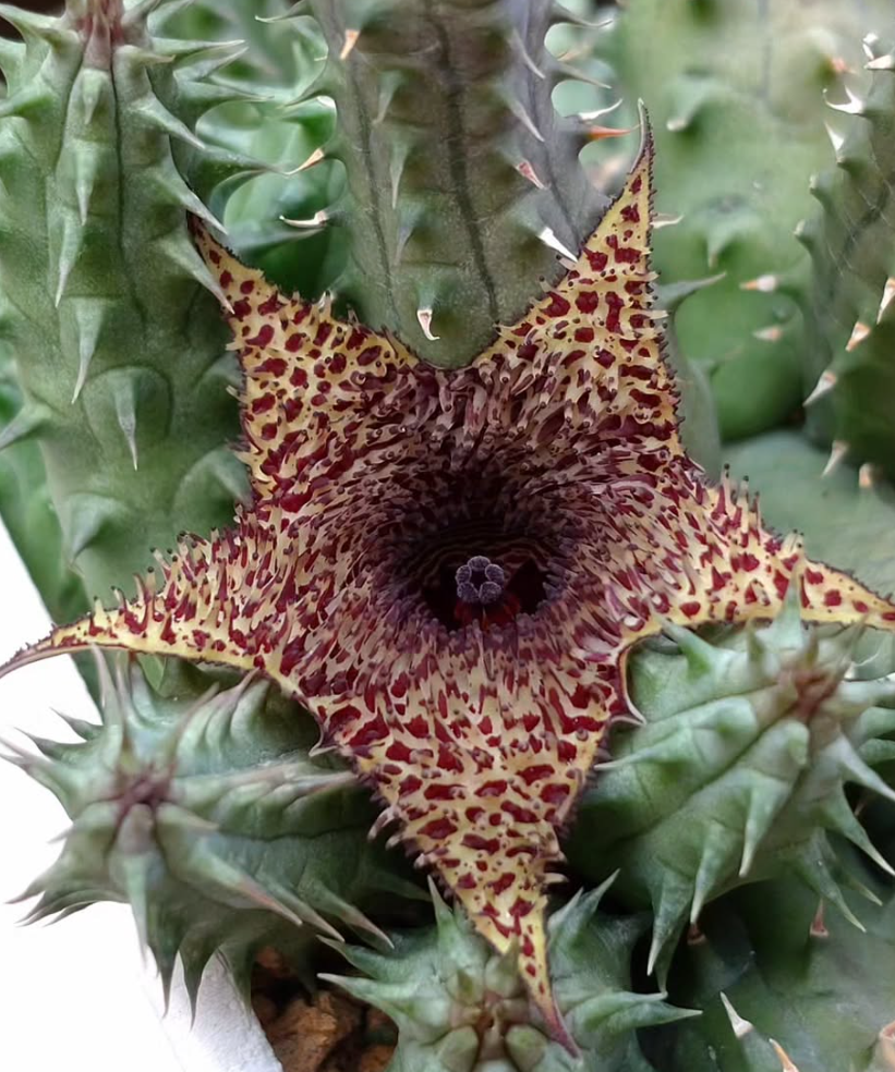 Huernia pillansii x transvaalensis 6 Pieces Seeds