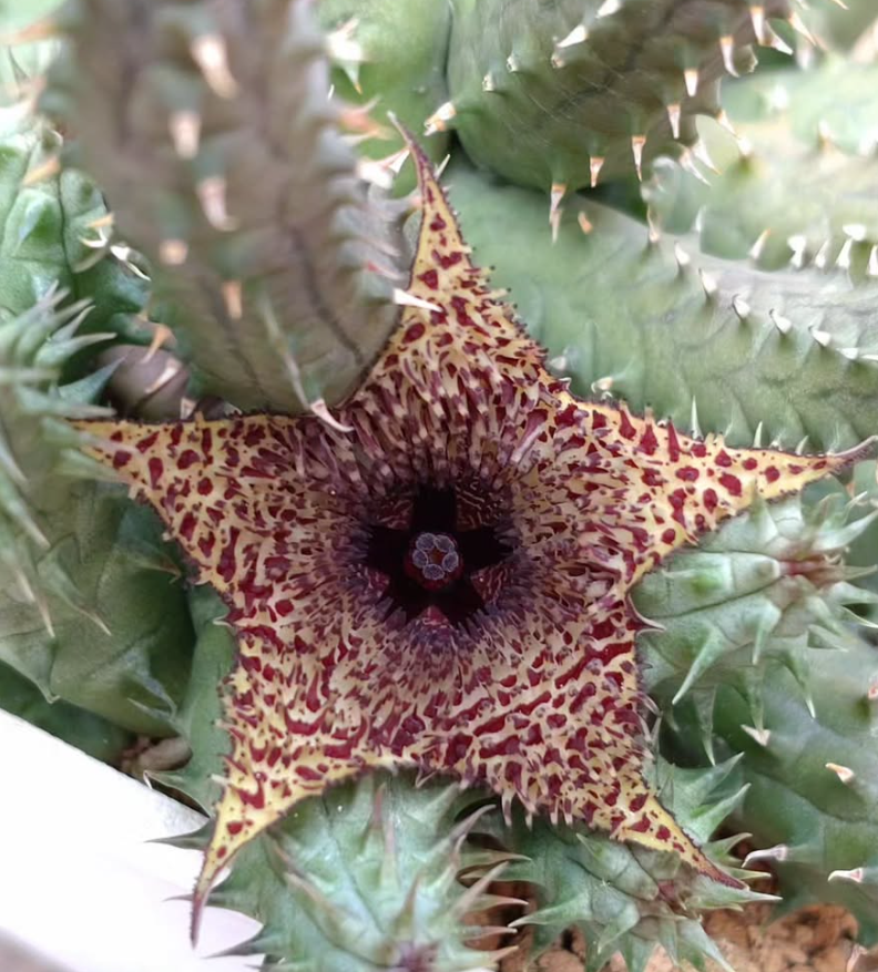 Huernia pillansii x transvaalensis 6 Pieces Seeds