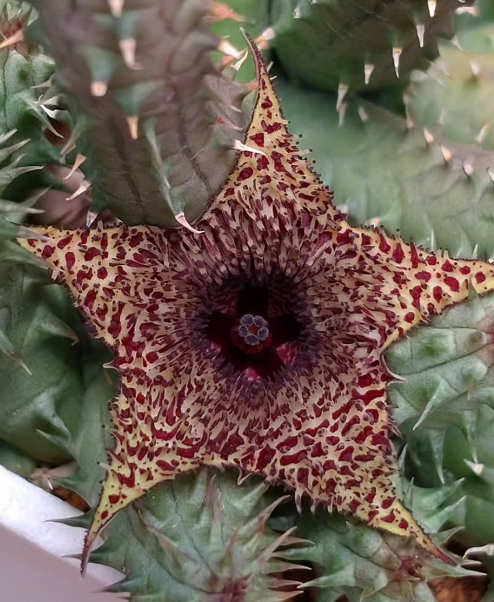 Huernia pillansii x transvaalensis 6 Pieces Seeds