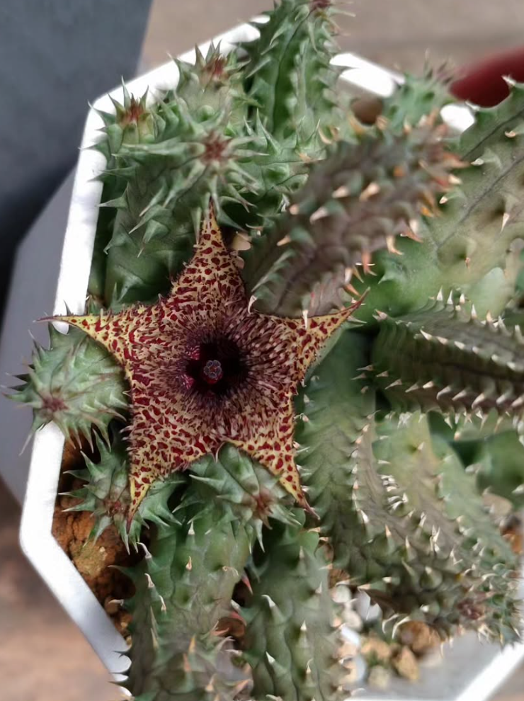 Huernia pillansii x transvaalensis 6 Pieces Seeds