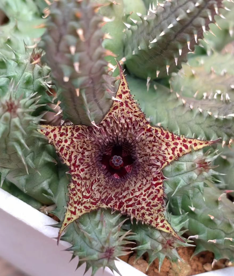 Huernia pillansii x transvaalensis 6 Pieces Seeds