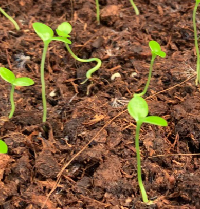 Hoya carnosa 'Variegata' 10 Pieces Seeds