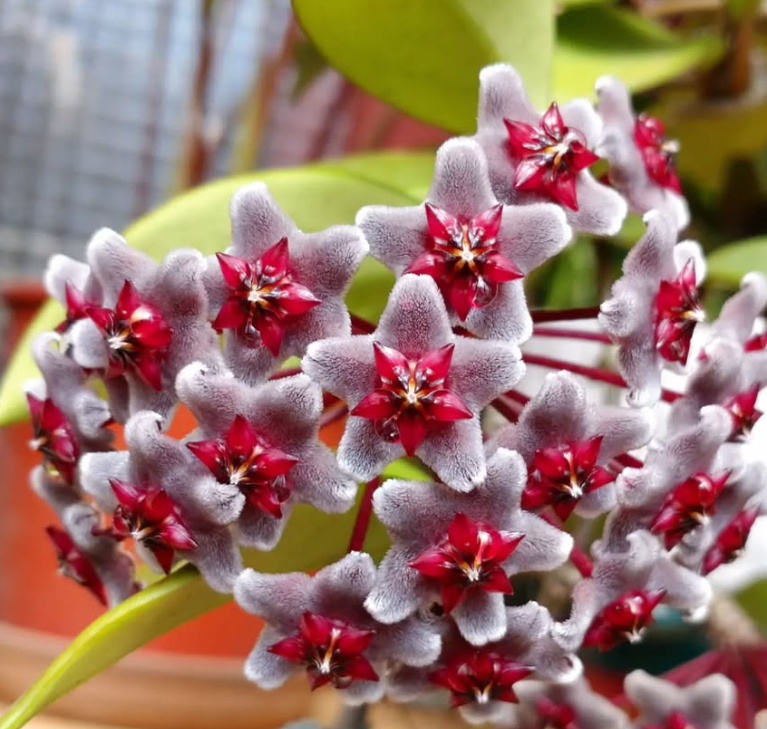 Hoya Pubicalyx "Royal Hawaiian Purple" 10 Pieces Seeds