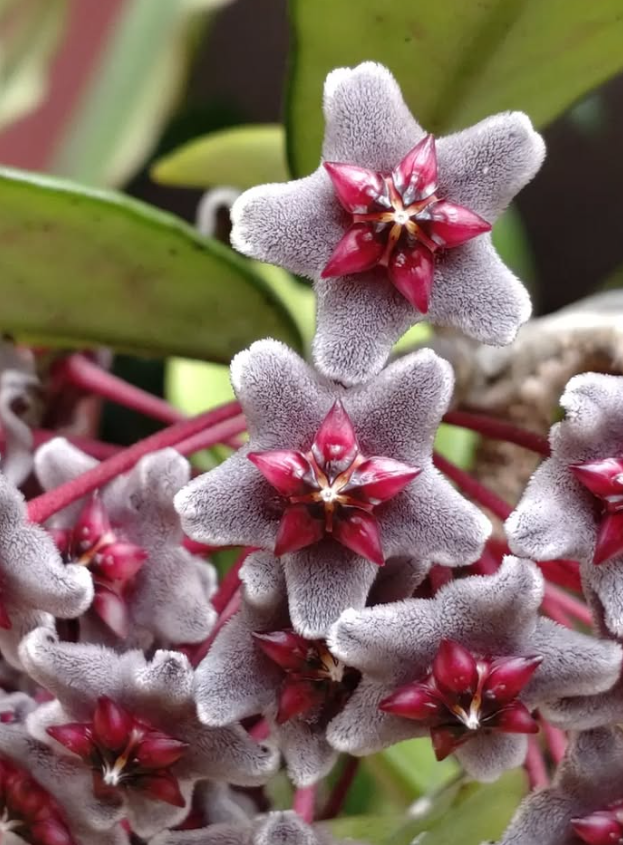 Hoya Pubicalyx "Royal Hawaiian Purple" 10 Pieces Seeds