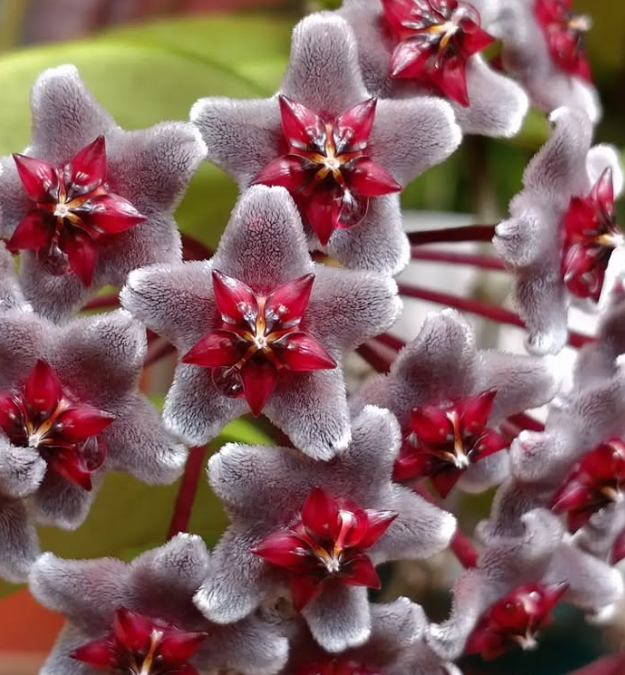Hoya Pubicalyx "Royal Hawaiian Purple" 10 Pieces Seeds