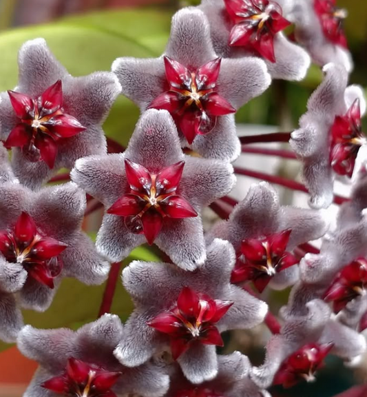 Hoya Pubicalyx "Royal Hawaiian Purple" 10 Pieces Seeds