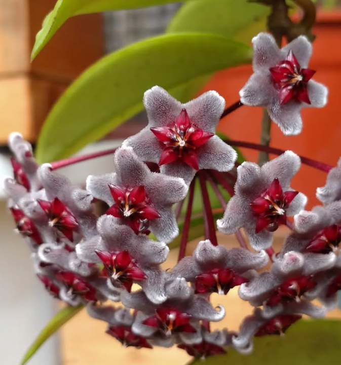 Hoya Pubicalyx "Royal Hawaiian Purple" 10 Pieces Seeds