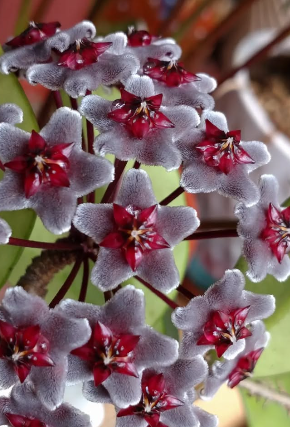 Hoya Pubicalyx "Royal Hawaiian Purple" 10 Pieces Seeds