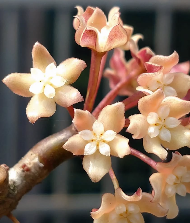 Hoya macrophylla 10 Pieces Seeds