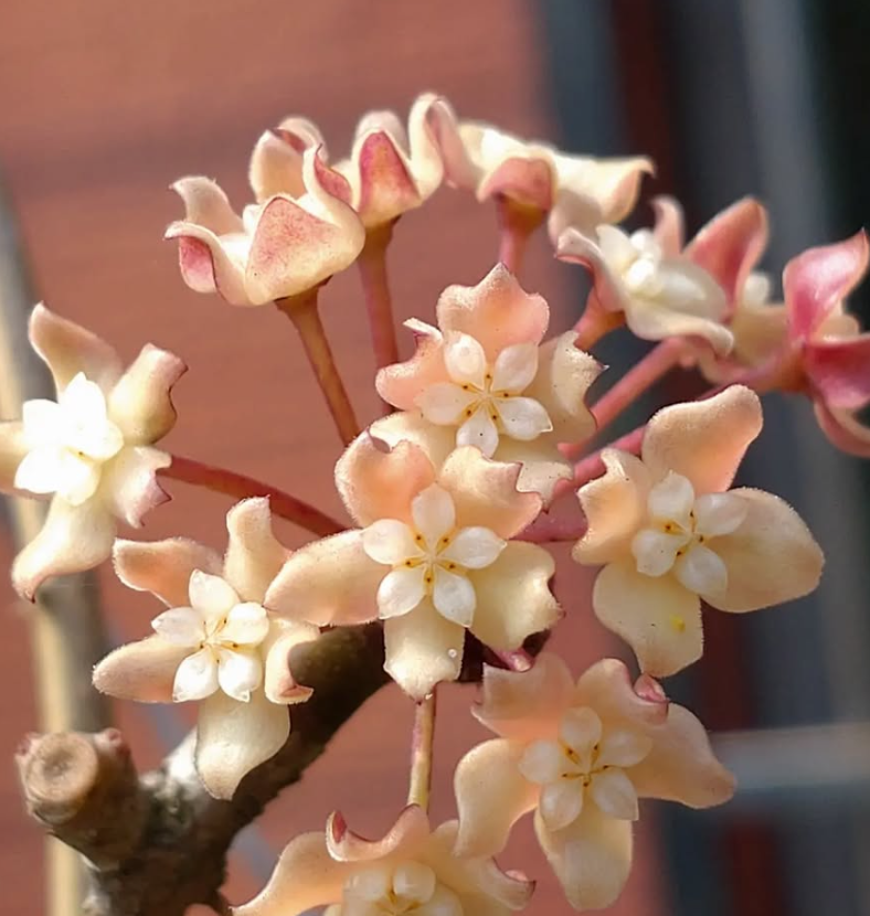 Hoya macrophylla 10 Pieces Seeds