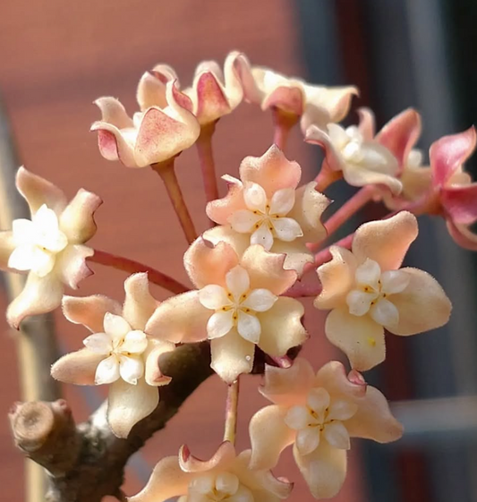 Hoya macrophylla 10 Pieces Seeds