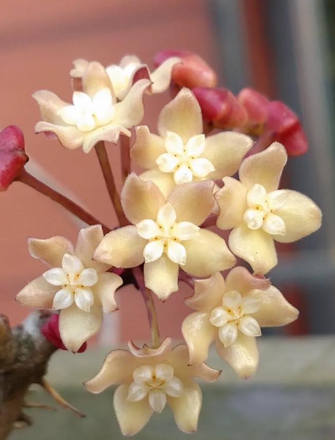 Hoya macrophylla 10 Pieces Seeds