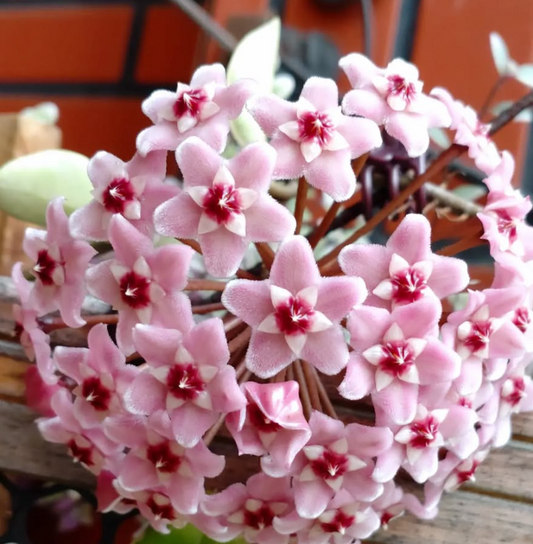 Hoya carnosa 'Variegata' 10 Pieces Seeds