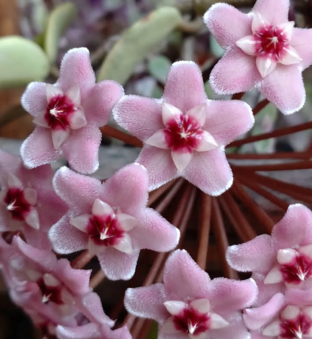 Hoya carnosa 'Variegata' 10 Pieces Seeds