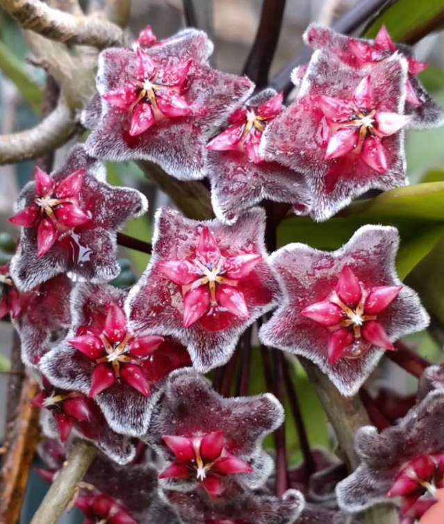 Hoya Pubicalyx Red Buttons 10 Pieces Seeds