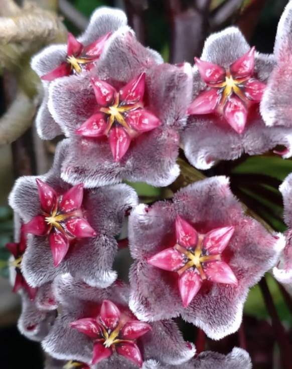 Hoya Pubicalyx Red Buttons 10 Pieces Seeds