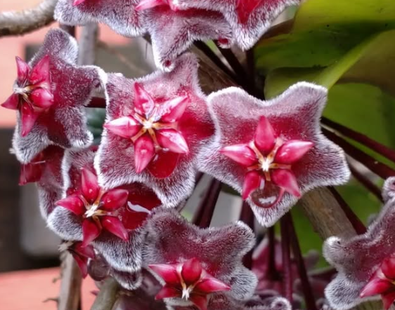 Hoya Pubicalyx Red Buttons 10 Pieces Seeds