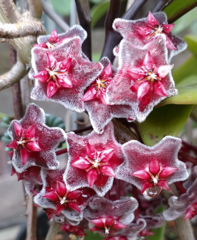Hoya Pubicalyx Red Buttons 10 Pieces Seeds