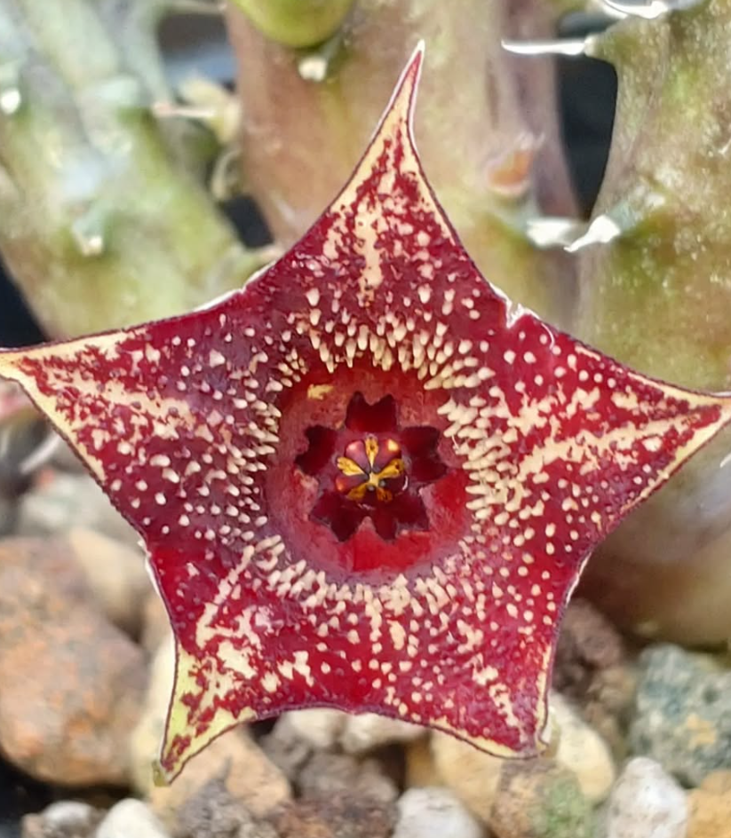 Huernia Strawberry Frosting 5 Pieces Seeds