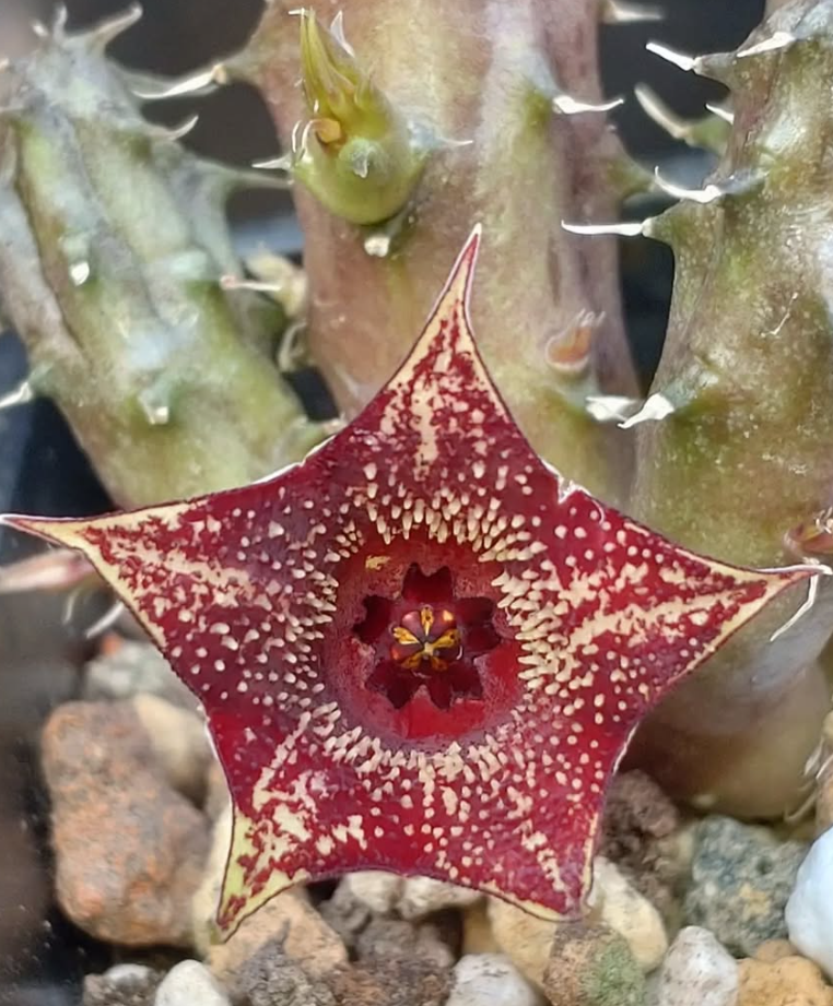 Huernia Strawberry Frosting 5 Pieces Seeds
