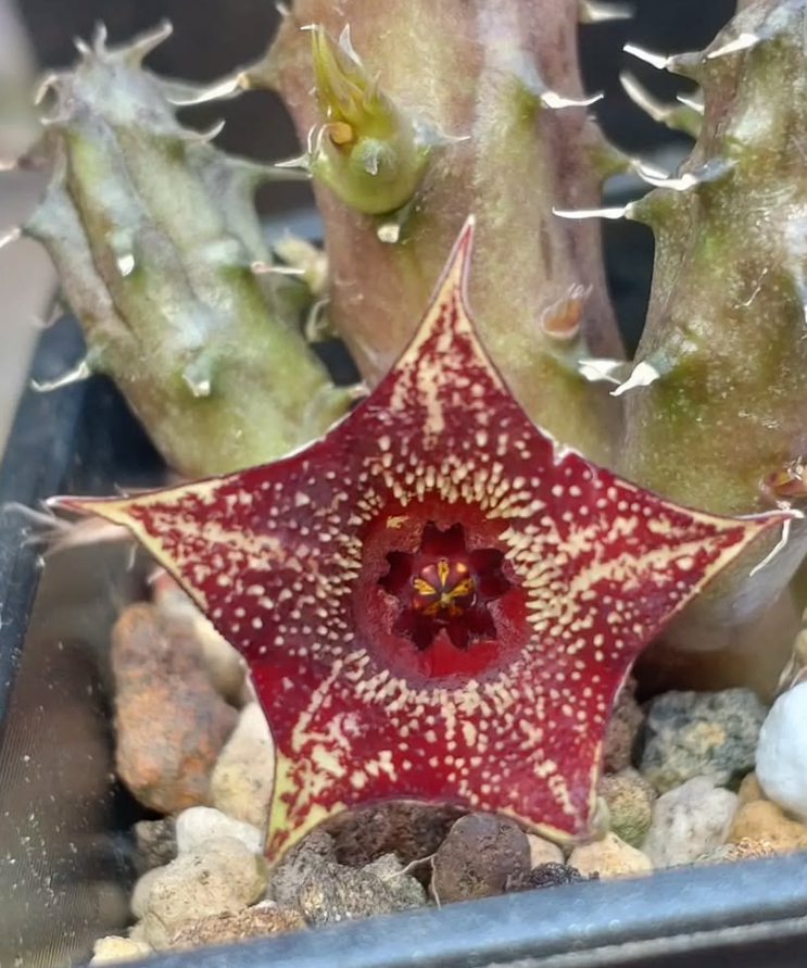 Huernia Strawberry Frosting 5 Pieces Seeds