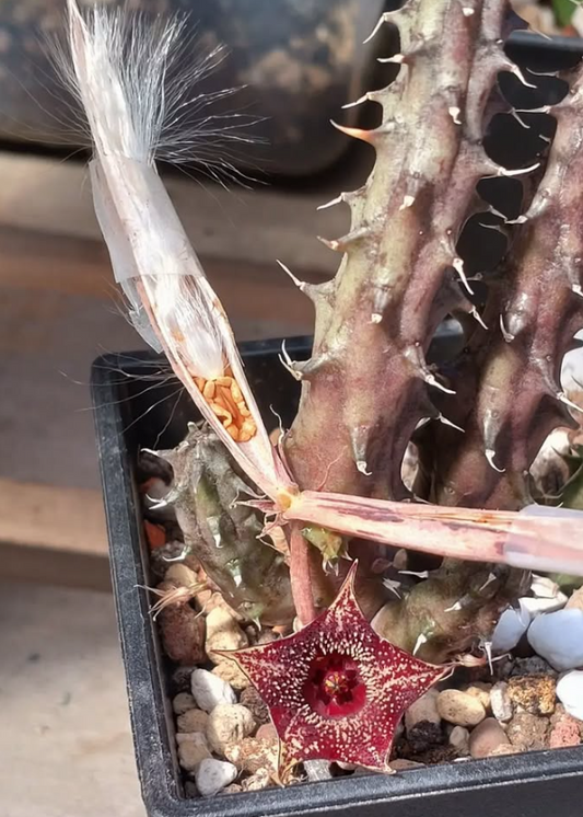 Huernia Strawberry Frosting 5 Pieces Seeds