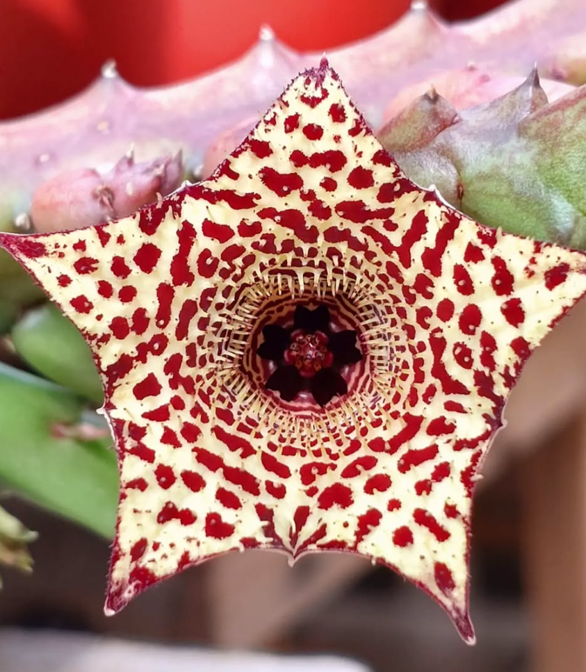 Huernia 'Viper' x Huernia recondita 5 Pieces Seeds