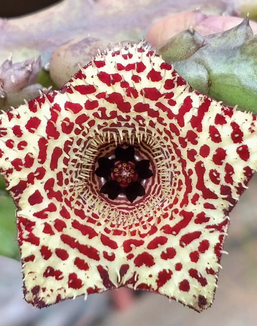 Huernia 'Viper' x Huernia recondita 5 Pieces Seeds
