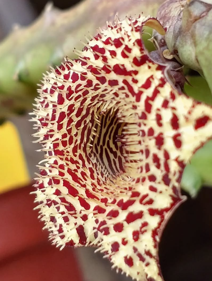Huernia 'Viper' x Huernia recondita 5 Pieces Seeds