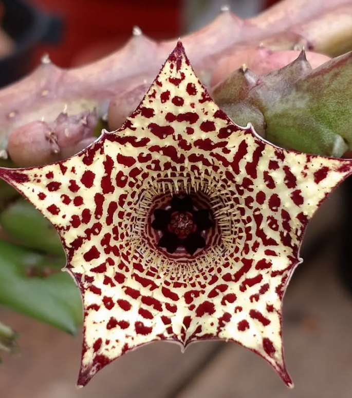 Huernia 'Viper' x Huernia recondita 5 Pieces Seeds