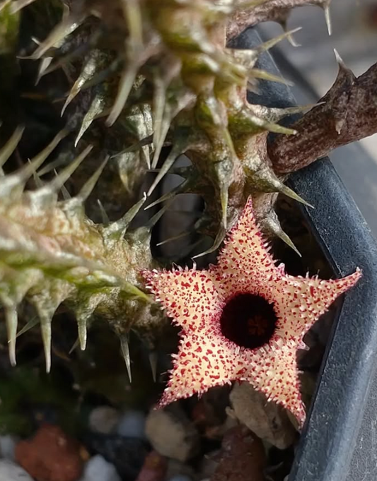Stapelianthus decaryi 10 Pieces Seeds