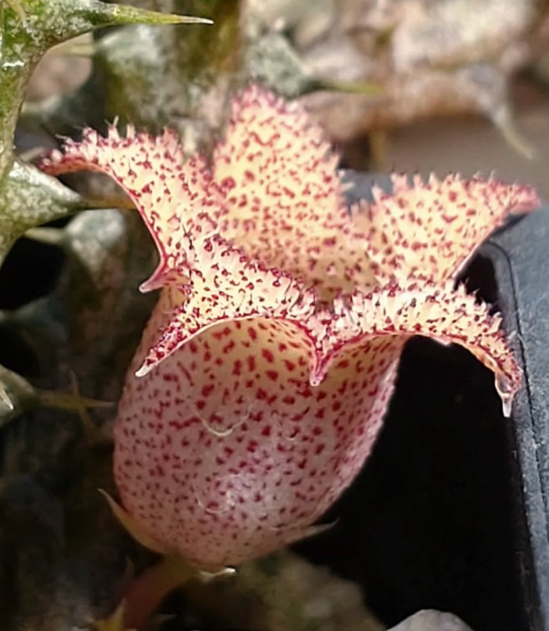 Stapelianthus decaryi 10 Pieces Seeds