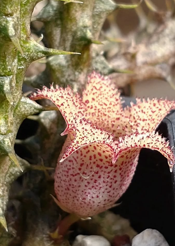 Stapelianthus decaryi 10 Pieces Seeds