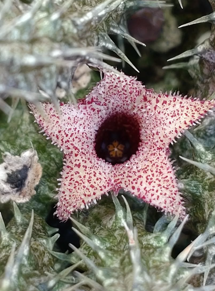 Stapelianthus decaryi 10 Pieces Seeds