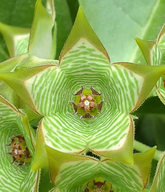 Brachystelma buchananii Green Tea hybrid 6 Pieces Seeds