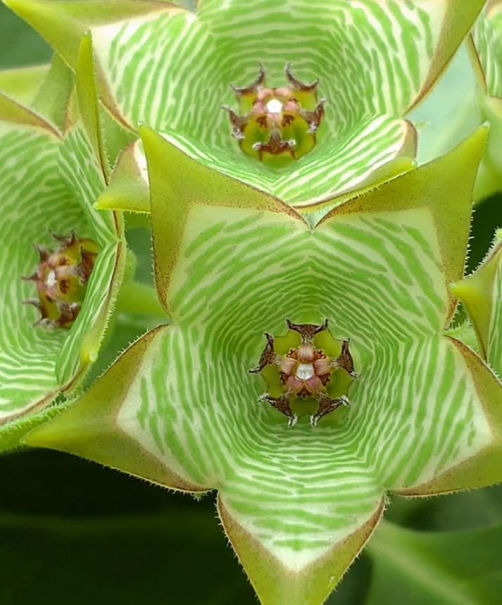 Brachystelma buchananii Green Tea hybrid 6 Pieces Seeds