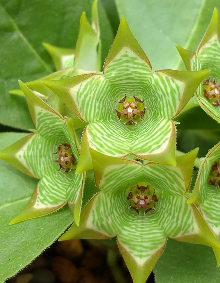 Brachystelma buchananii Green Tea hybrid 6 Pieces Seeds