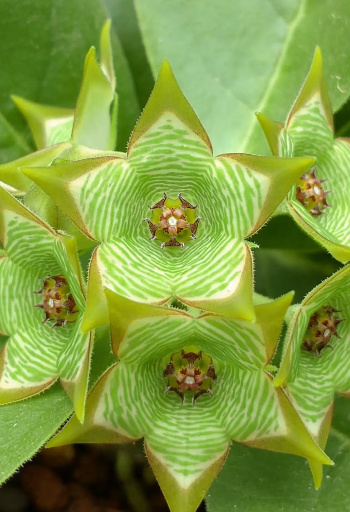 Brachystelma buchananii Green Tea hybrid 6 Pieces Seeds