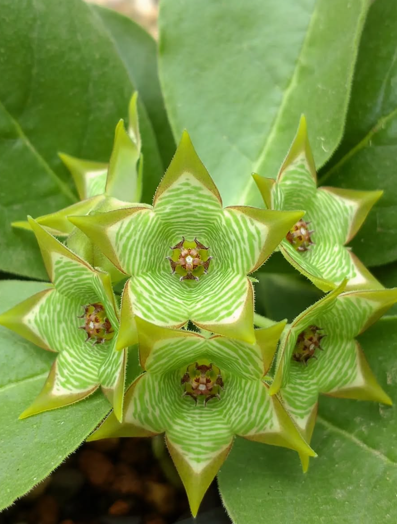 Brachystelma buchananii Green Tea hybrid 6 Pieces Seeds