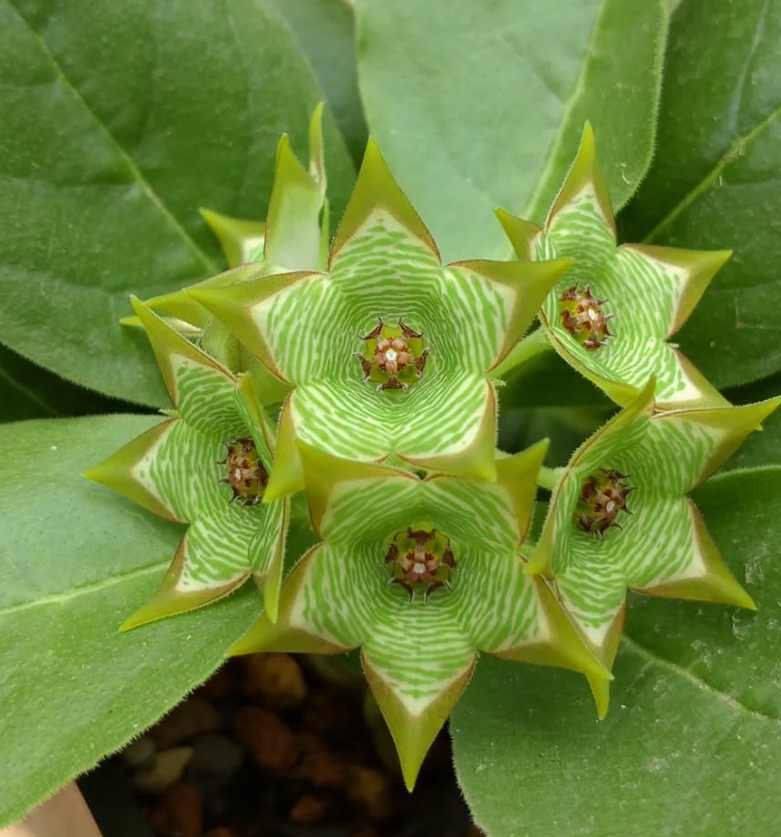 Brachystelma buchananii Green Tea hybrid 6 Pieces Seeds