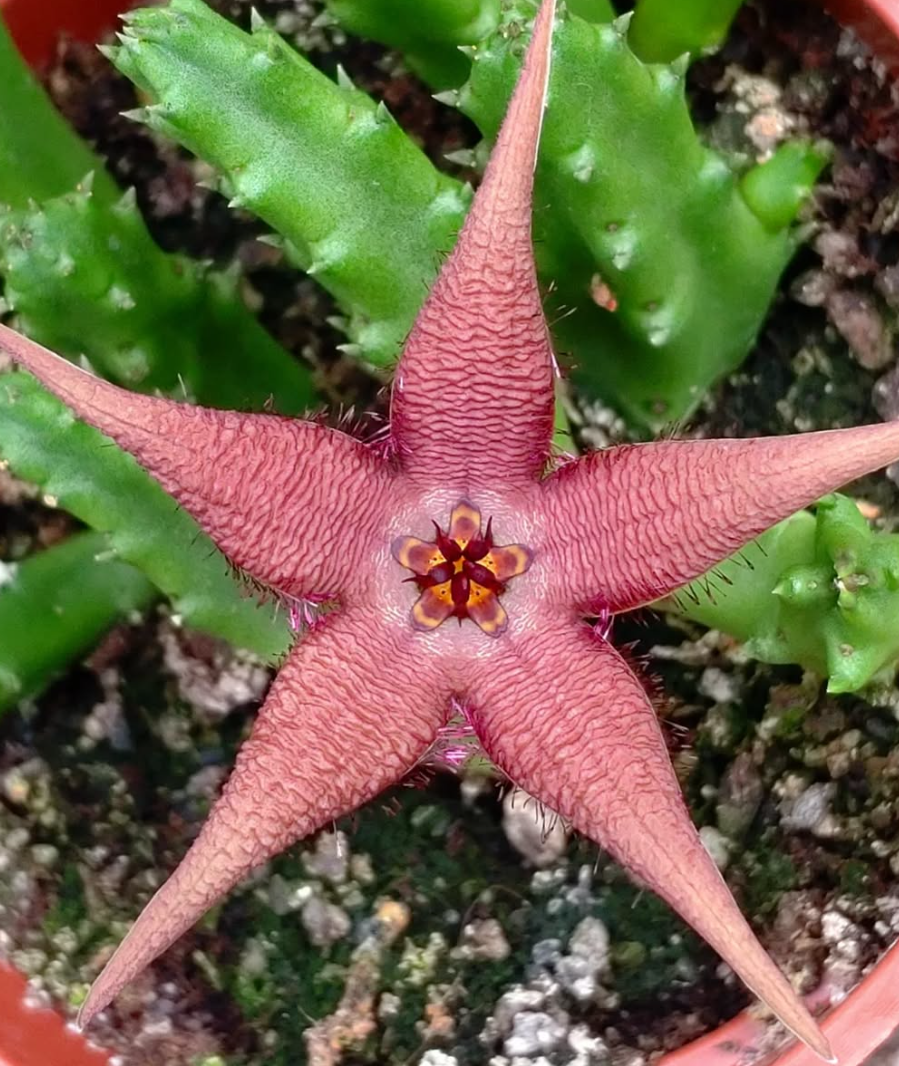 Stapelia schinzii var. angolensis 5 Pieces Seeds